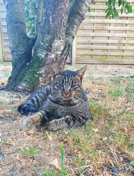 Thick-coated tabby cat lying under a tree Stock Photos