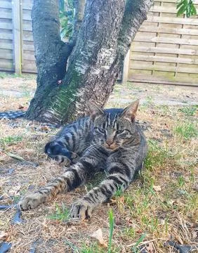 Thick-coated tabby cat lying under a tree Stock Photos