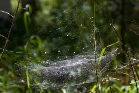 Thick cobweb stretched between branches in a forest in the sverdlovsk region Stock Photos