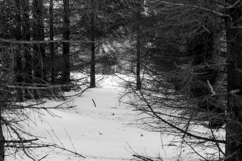 Thick coniferous forest in early spring. Landscape. Black and white Stock Photos