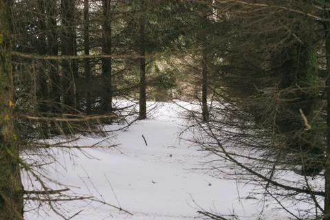 Thick coniferous forest in early spring. Landscape. Stock Photos