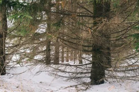 Thick coniferous forest in early spring. Landscape. Stock Photos