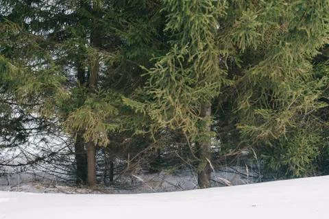 Thick coniferous forest in early spring. Landscape. Stock Photos