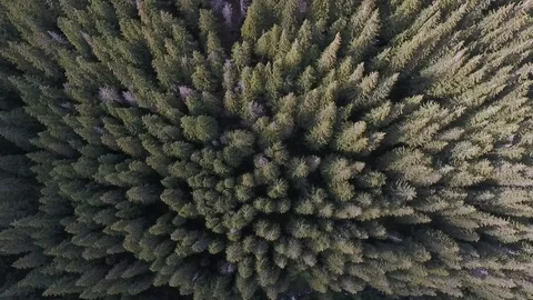 Thick coniferous forest view from the sky. Amazing forest Stock Footage 103463425