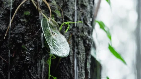 Thick Dark Green Leaf Wet in Tropical Rainfall Stock Footage 272911489