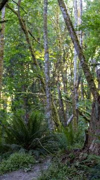 Thick dark rainforest with thin dirt path winding through the trees Stock Photos