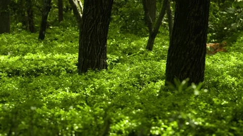 Thick Dark Tree Trunks Rising from a Luminous Emerald Carpet of Sun-Dren Vidéo 332787236
