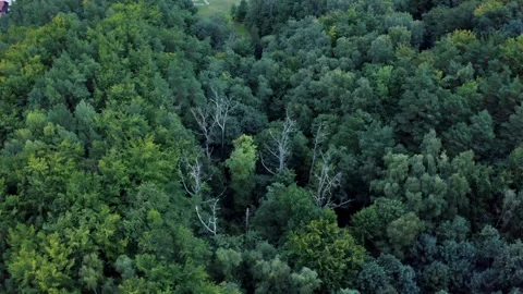 Thick Deciduous forest aerial Top View. Forest seamless pattern. Stock Footage 266191981