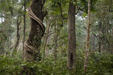 Thick deciduous rainforest and lush vegetation of Chitwan national park Stock Photos