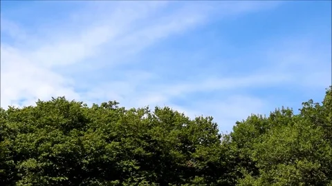 Thick deciduous tree tops and blue sky Stock Footage 77863071