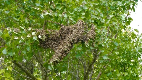 Thick dense swarm of bees on tree branch 스톡 동영상 123578472