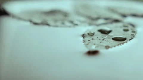 Thick droplet falls and washes natural leaves on water Stock Footage 231220759
