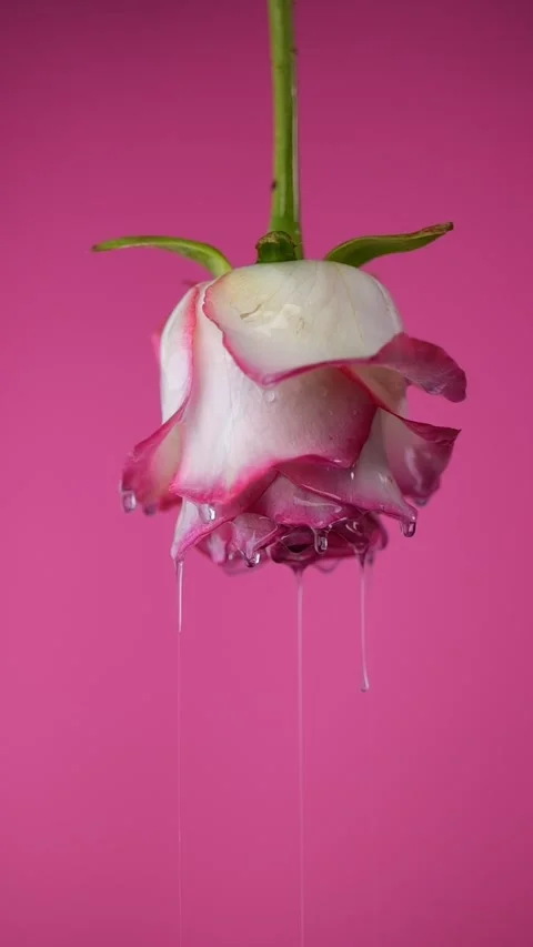 Thick droplets of rose oil fall slowly from petals, leaving shimmering trai.. Stock Footage 300262532