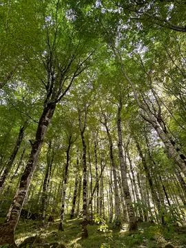 Thick edge of the forest, view from below upwards on the trees. Stock Photos