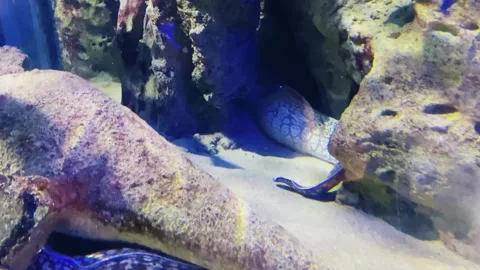 Thick eels hid in shelters in a large aquarium. Light-colored fish float above. Stock Footage 264349009
