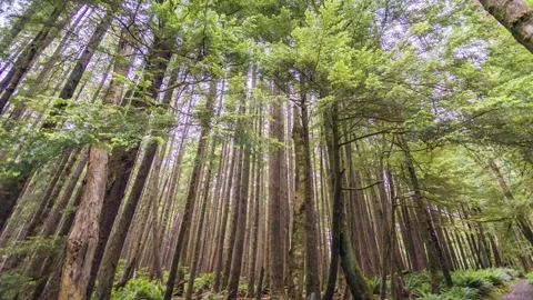Thick evergreen forest at Clatsop Loop Trail, Oregon shown in high-resolution dr Stock Footage 309291181