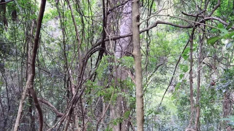 Thick evergreen rainforest with lash canopy in Minnamurra park in 4k. Stock Footage 139963076
