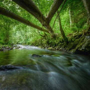 Thick fallen poplar trunks Stock Photos