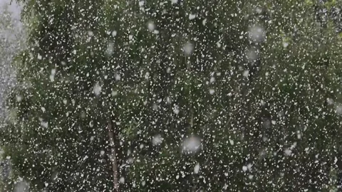 Thick falling snow in May on green leaves. slow motion Stock Footage 326873087