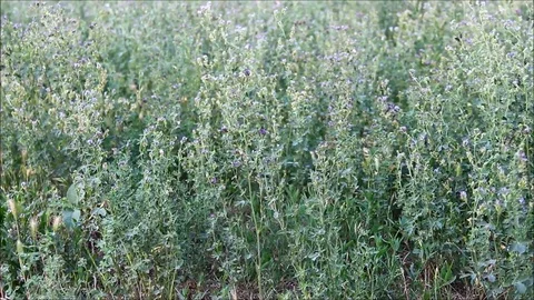 A thick field of Medicago, commonly known as medick or burclover, closeup Stock Footage 77862101