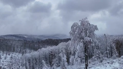 The Thick First Snow: Flight Through the Silence of the Forest Video stock 322059278