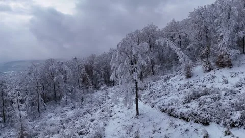 The Thick First Snow: Flight Through the Silence of the Forest Video stock 322059307