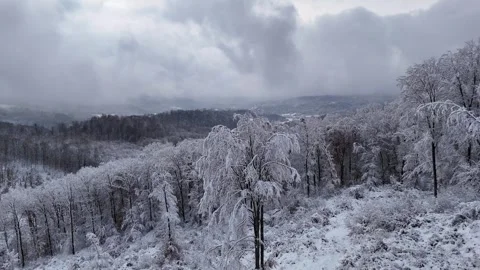 The Thick First Snow: Flight Through the Silence of the Forest Video stock 322059310