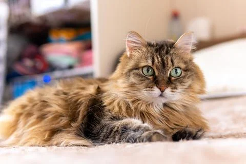 Thick fluffy cat is lying Relaxed and looks into the camera, resting on the c Stock Photos