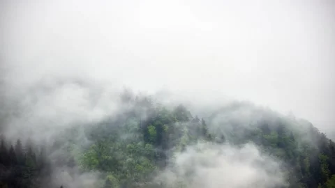 Thick fog after the storm in the spring forest. Nature wild background Stock-Footage 196986134