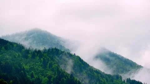 Thick fog after the storm in the spring forest. Nature wild background. Stock Footage 275554491