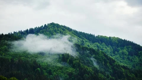 Thick fog after the storm in the spring forest. Nature wild background. Видео 276845144