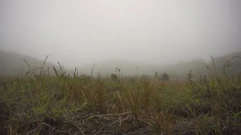 Thick fog blown by the wind in the forest Stock-Footage 305702882