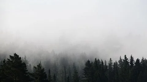Thick fog covered with thick coniferous forest Stock Footage 132357737