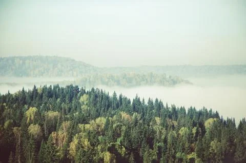 Thick fog covered with thick coniferous forest Stock Photos