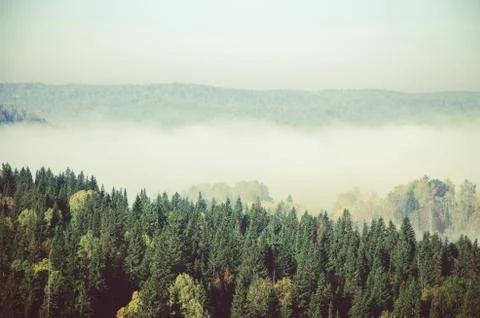 Thick fog covered with thick coniferous forest Stock Photos