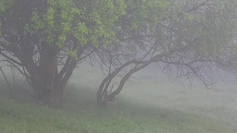 Thick fog covers forest landscape. Summer. Green trees. Stock Footage 76003545