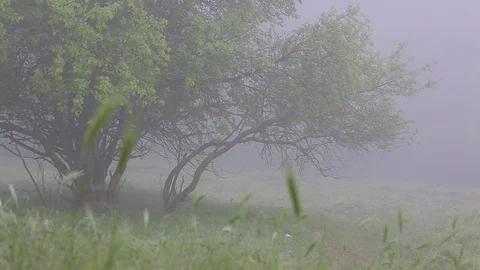 Thick fog covers forest landscape. Summer. Green trees. Vídeos de archivo 76003686