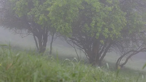 Thick fog covers forest landscape. Summer. Green trees. Stock Footage 76003801