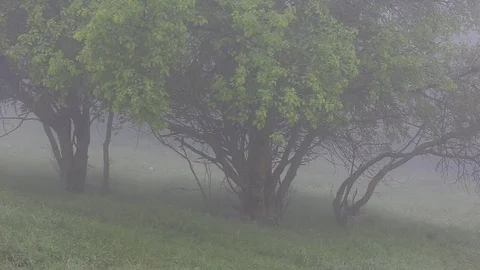 Thick fog covers forest landscape. Summer. Green trees. Stock Footage 76003840