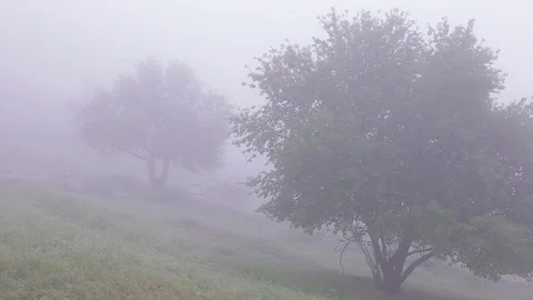 Thick fog covers forest landscape. Summer. Green trees. Video stock 76003883