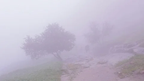 Thick fog covers forest landscape. Summer. Silhouettes of people Stock-Footage 76003914