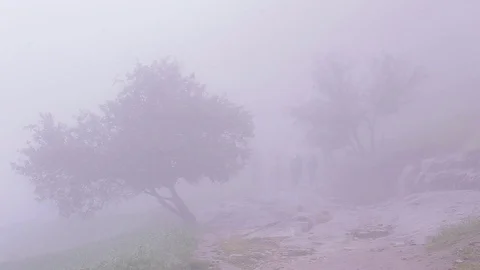 Thick fog covers forest landscape. Summer. Silhouettes of people Stock Footage 76003944