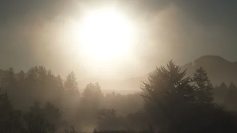 Thick Fog Dances Through Forest Trees At Sunrise Stock Footage 122176338