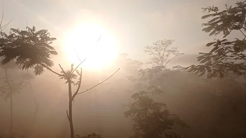 Thick Fog Stock Footage 245439132