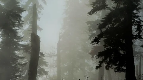 Thick fog in the forest , through the branches of trees before sunrise Stock Footage 126853723