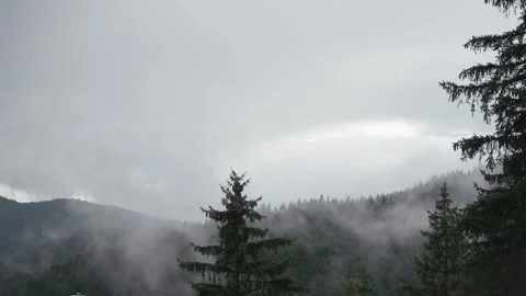 A thick fog forms and moves between tall fir trees in the mountains Stock Footage 249053782