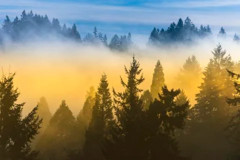 Thick fog over trees and blue sky Stock Photos