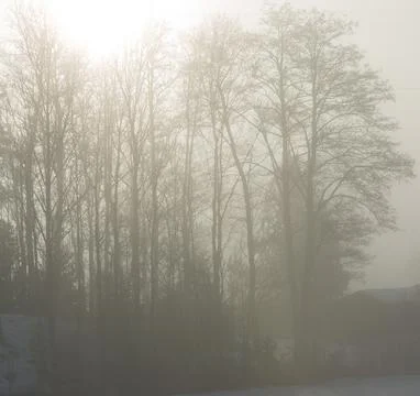 Thick fog Foto stock