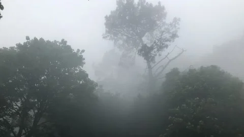 Thick fog, wind and trees Stockbeeldmateriaal 155516360