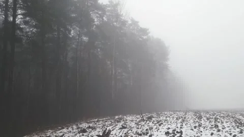 Thick fog in winter in the forest. Stock Footage 309322990